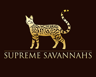 Supreme Savannahs savannah serval kitten available shipping worldwide ontario canada